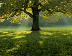 Árbol