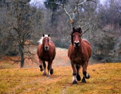 Caballos