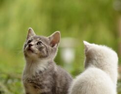 Gatos