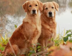 Perros